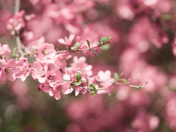 Astuces pour aménager un coin de méditation zen dans un jardin compact